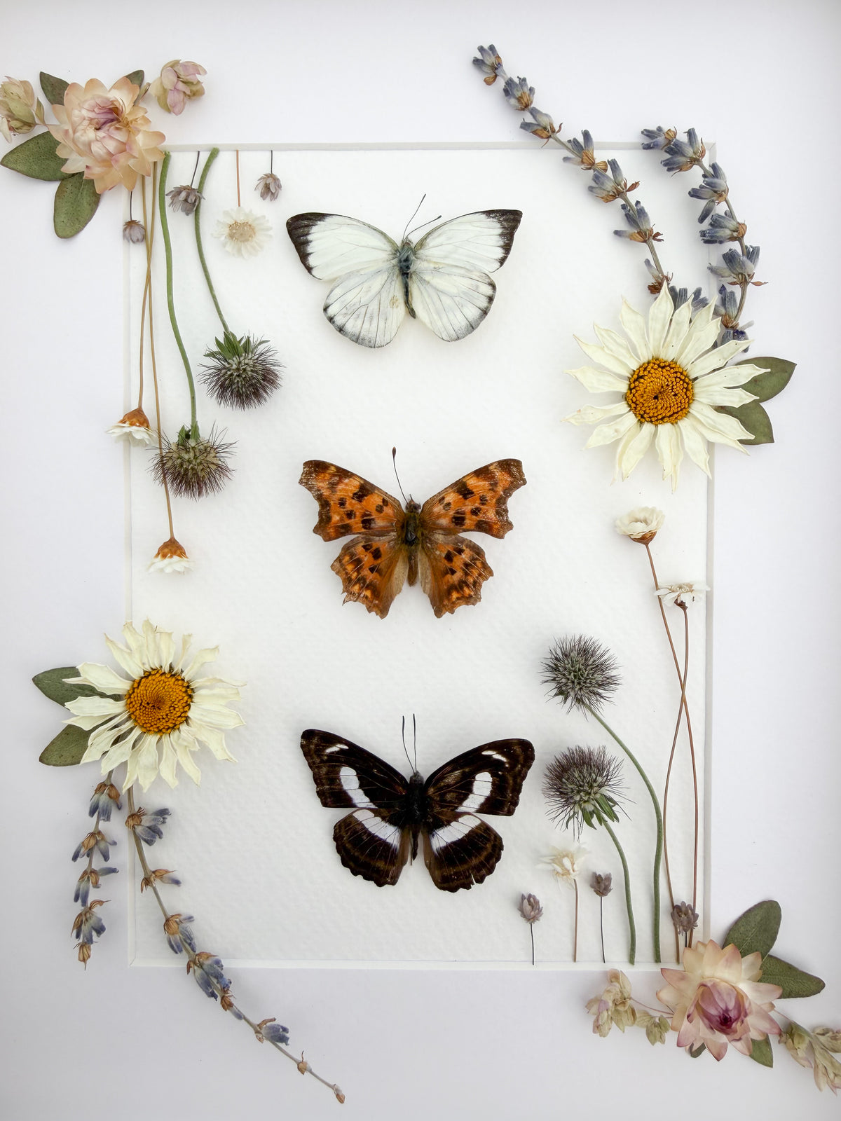 Three Butterflies with Daisies, Lavender and Scabiosa