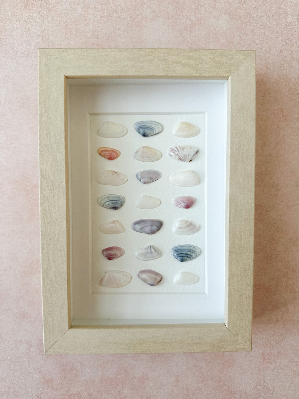 Pastel/White Alternating Coquina Seashells