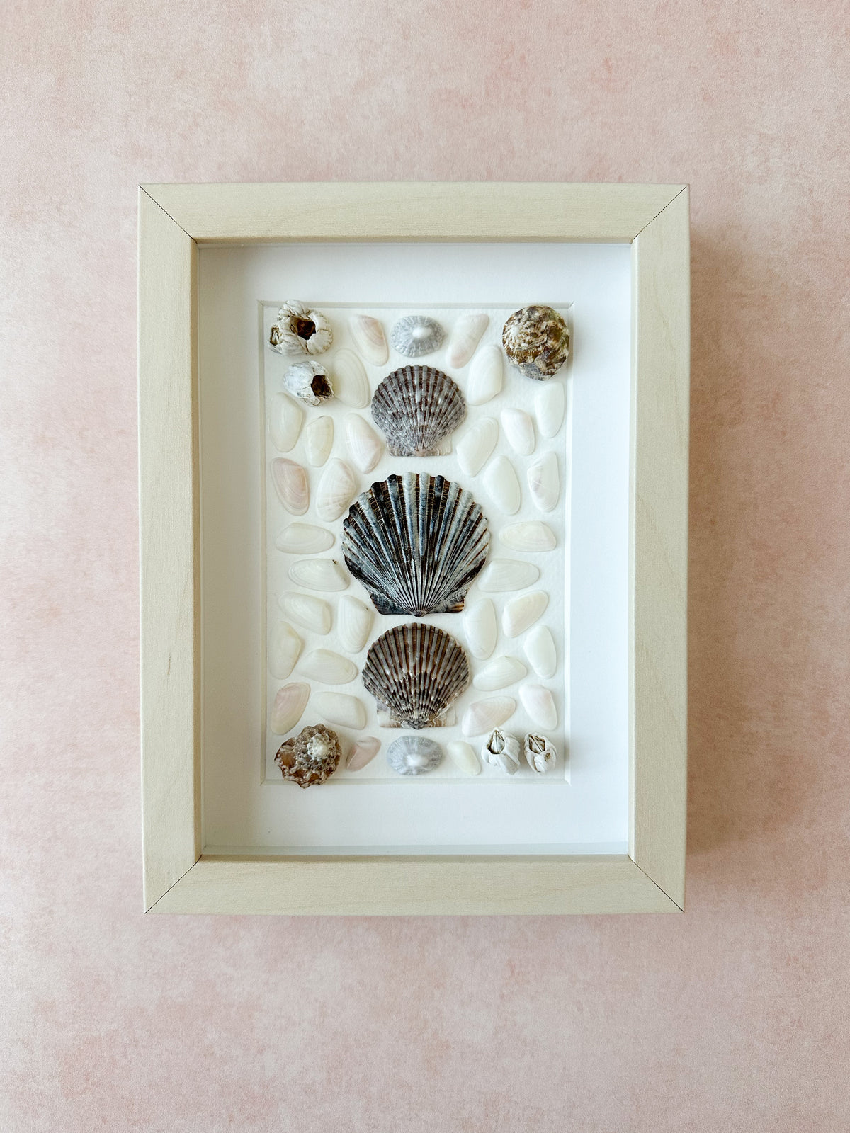 Neutral/White Seashells with Barnacles