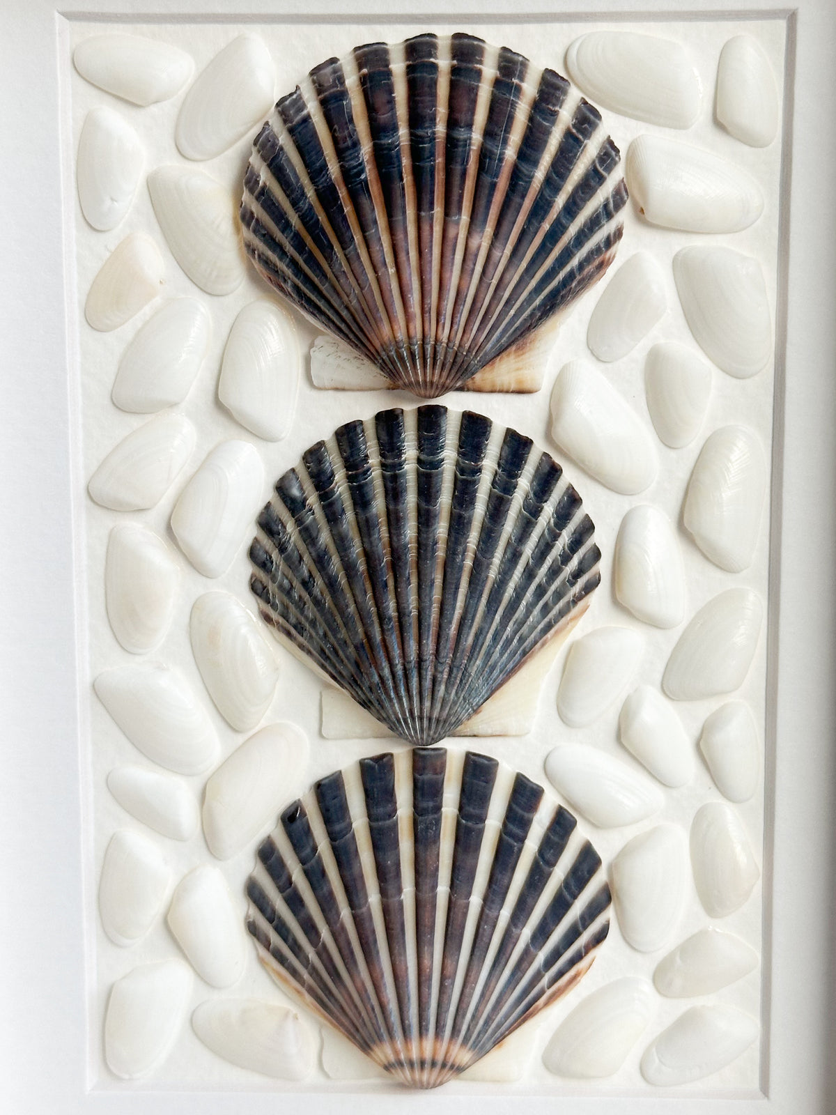 Black Cape Cod Shell Frame