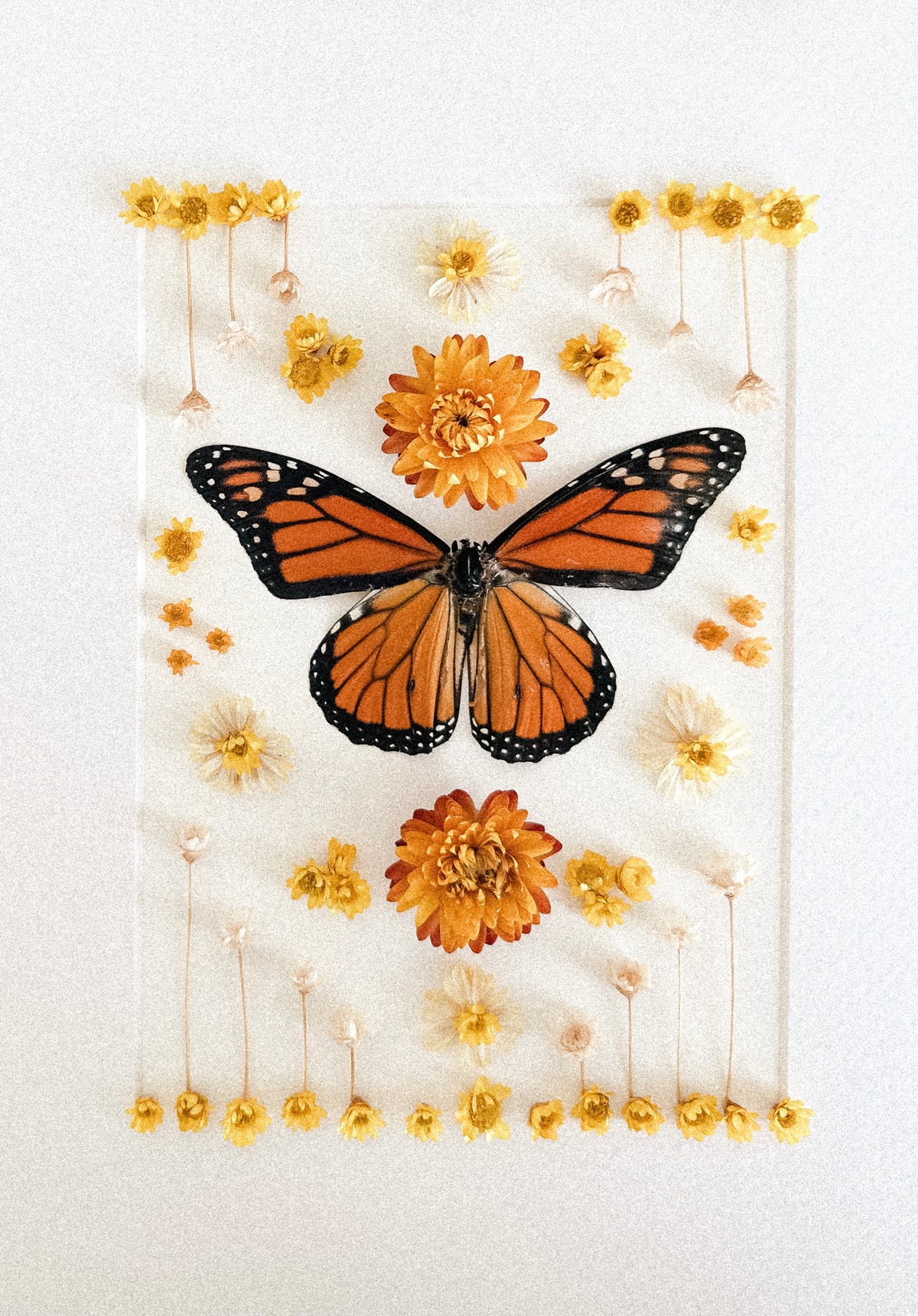 Monarch Butterfly and Dried Flower Frame