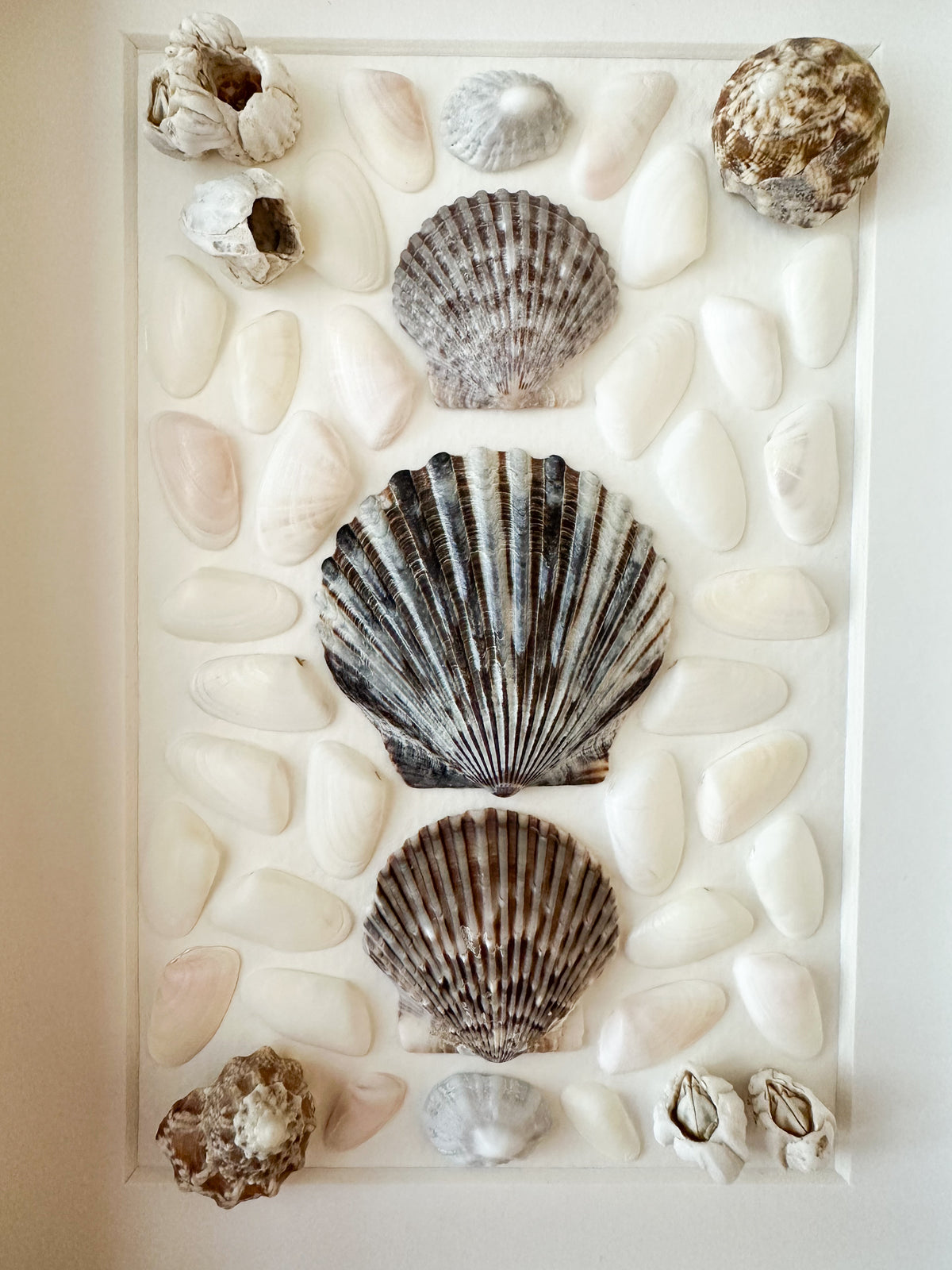 Neutral/White Seashells with Barnacles
