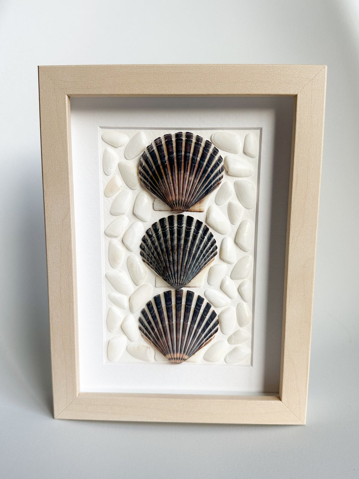 Black Cape Cod Shell Frame