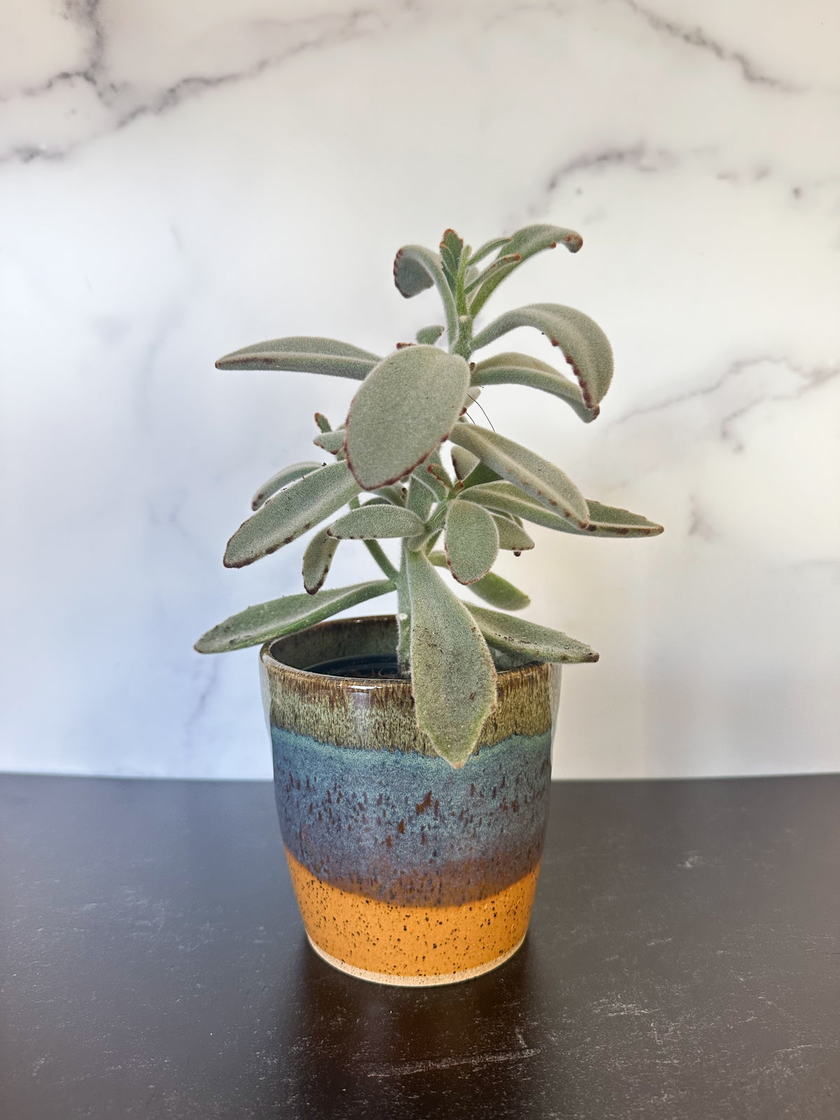 Ceramic Planters in Reptile