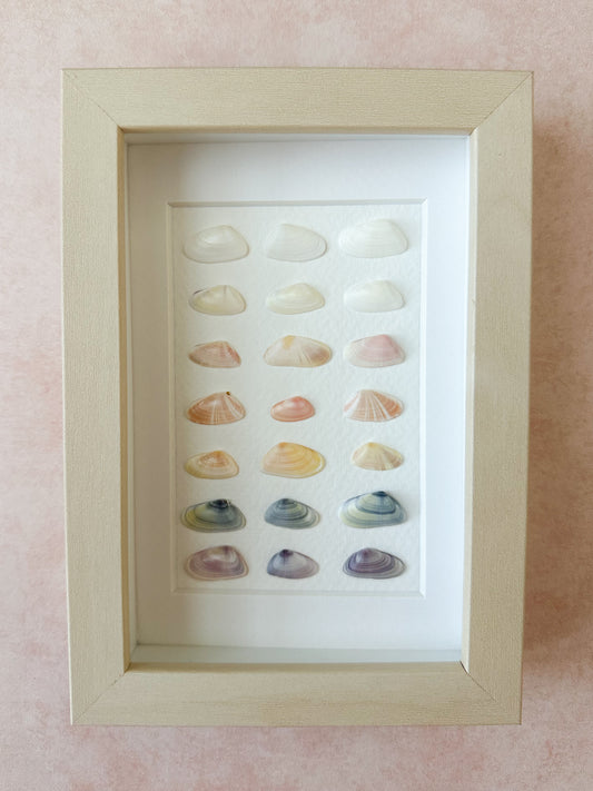 Gradient Coquina Seashell Frame