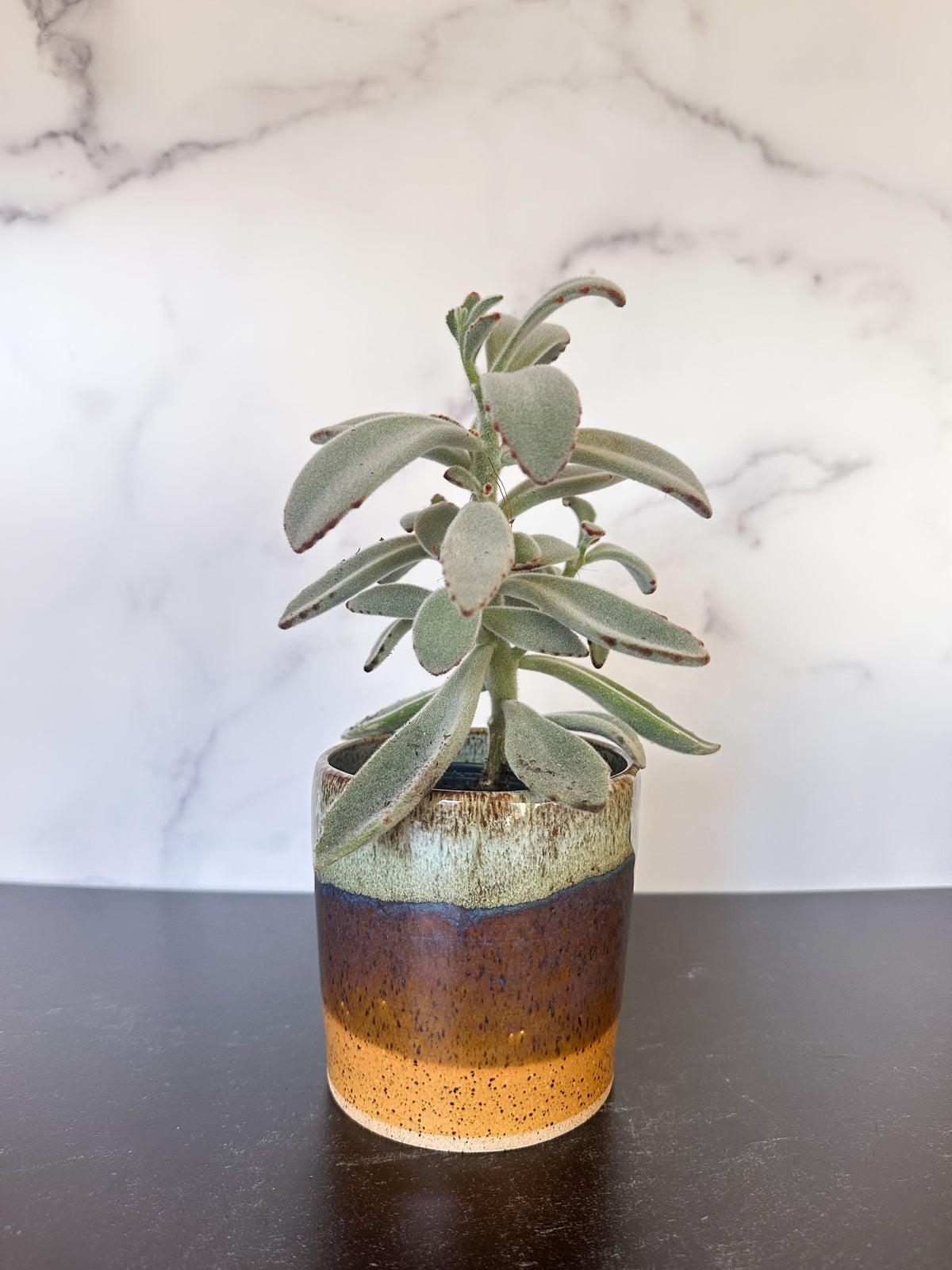 Ceramic Planters in Reptile