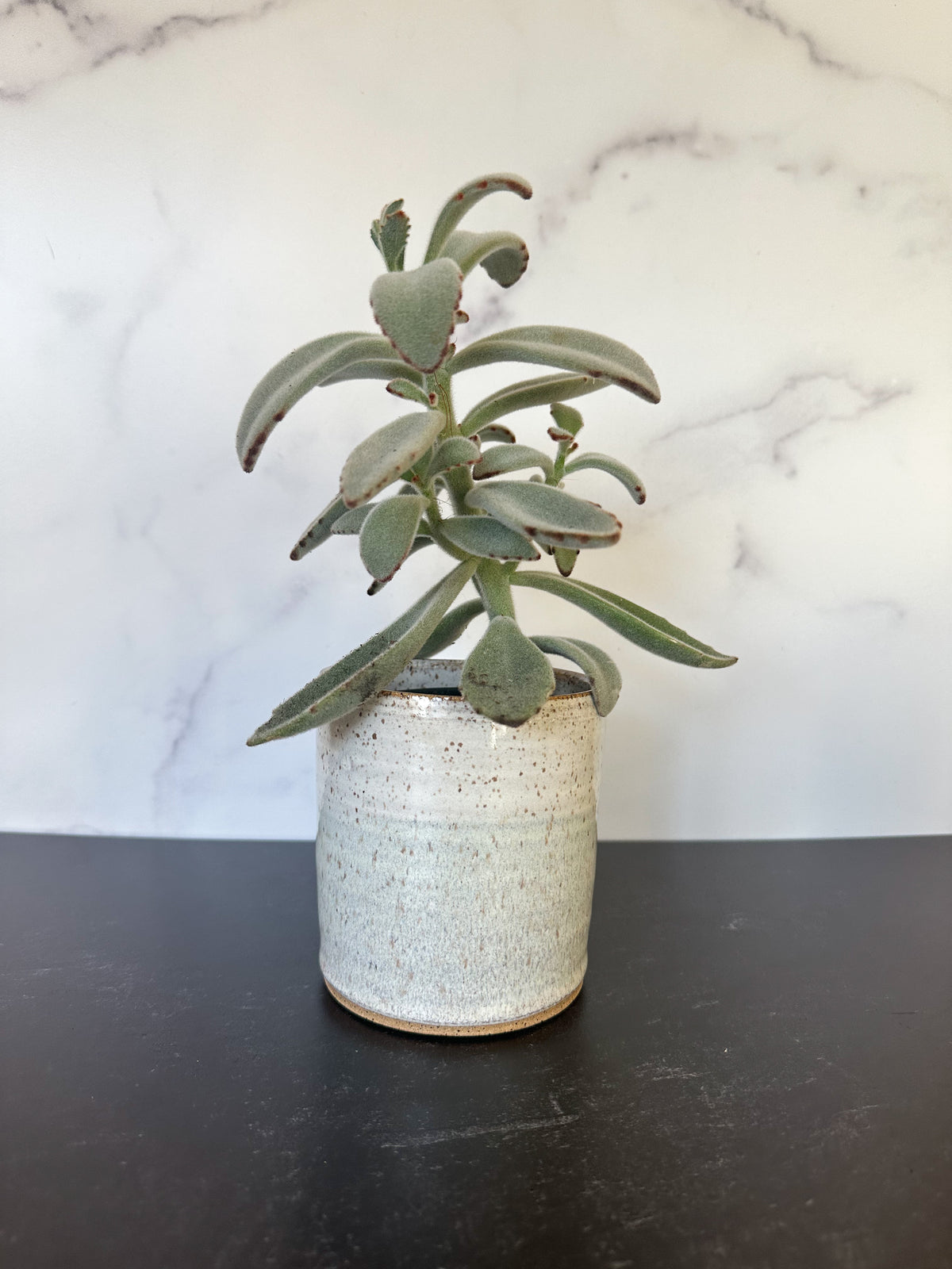Ceramic Planter in Ocean Breeze