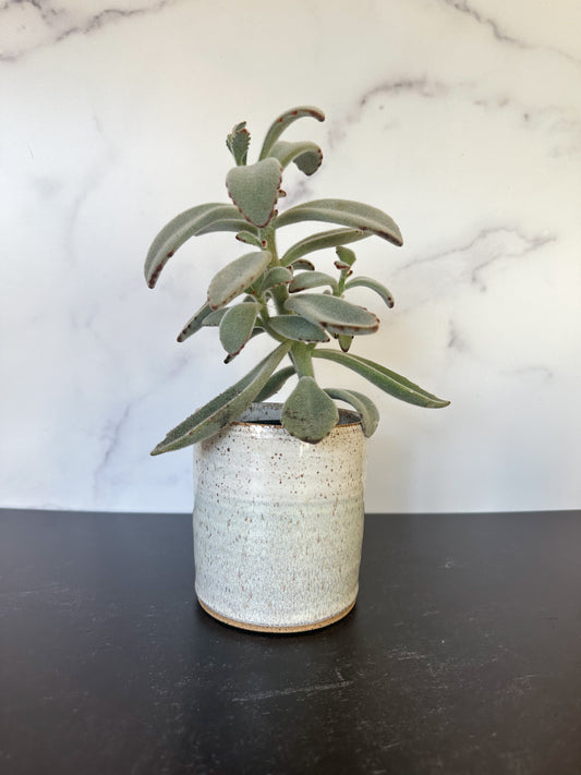 Ceramic Planter in Ocean Breeze