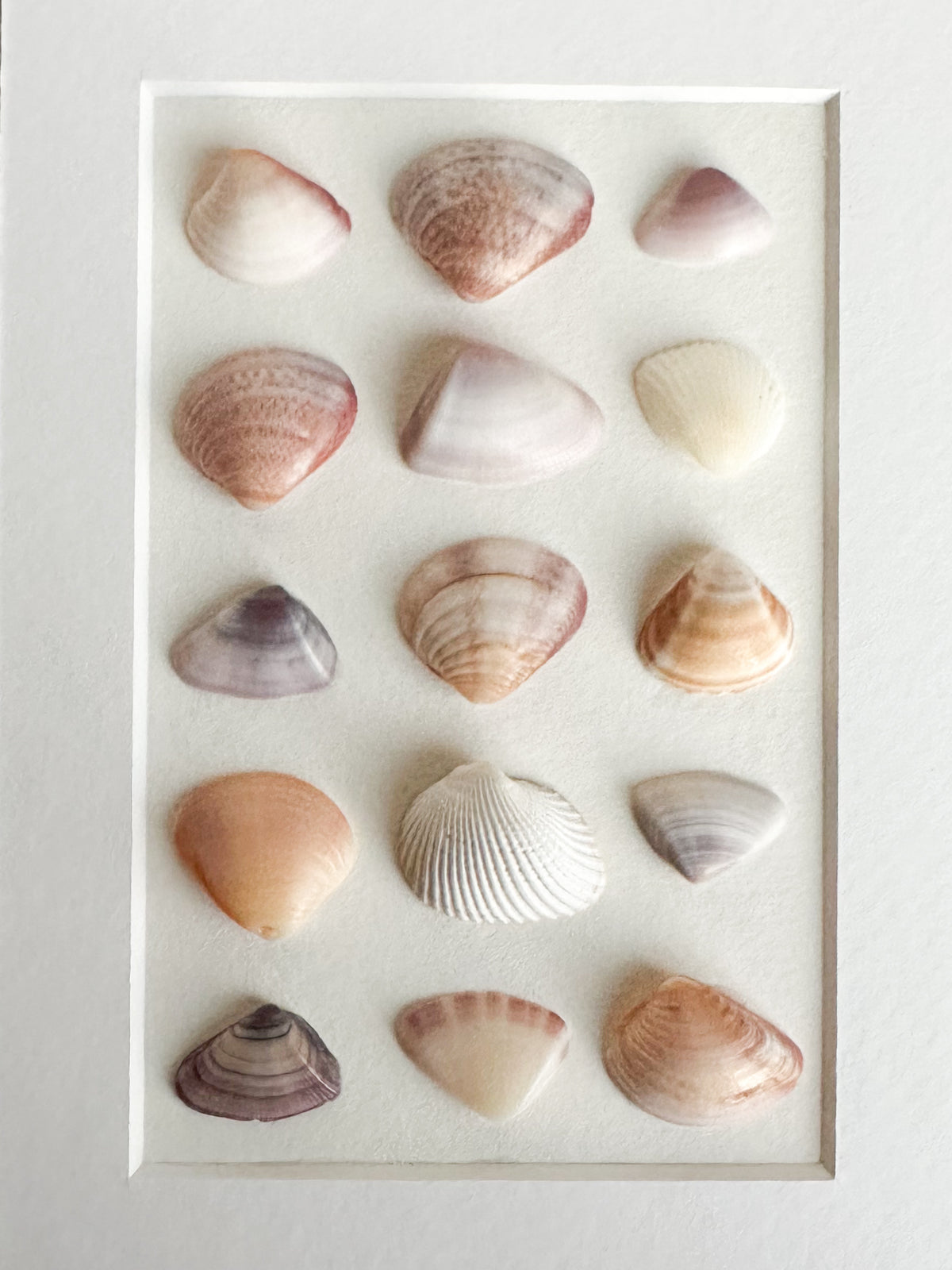 Alternating Pastel Grid Seashell Frame in
