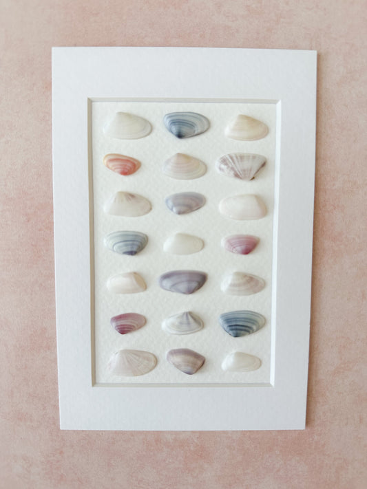 Pastel/White Alternating Coquina Seashells