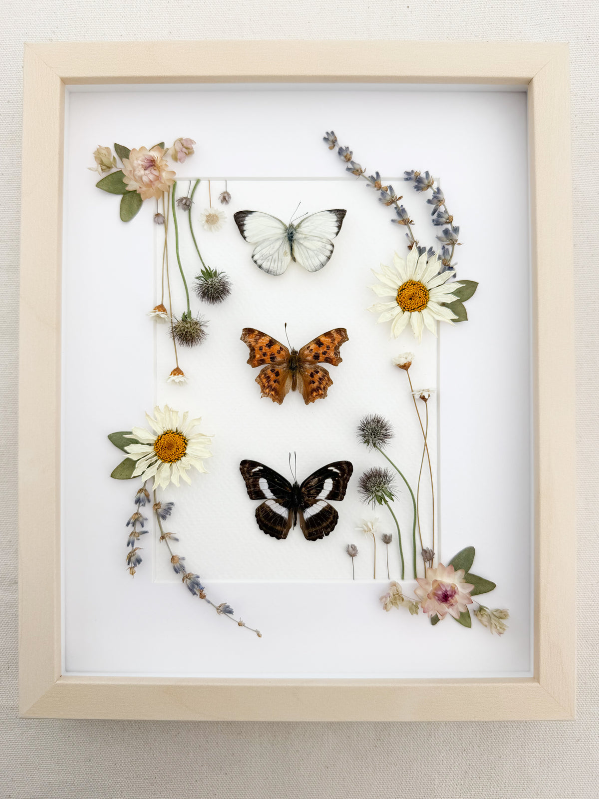 Three Butterflies with Daisies, Lavender and Scabiosa