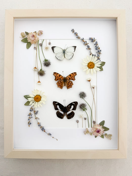 Three Butterflies with Daisies, Lavender and Scabiosa
