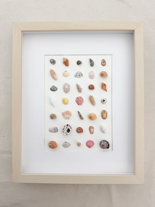 Seashell and Barnacle Grid Frame