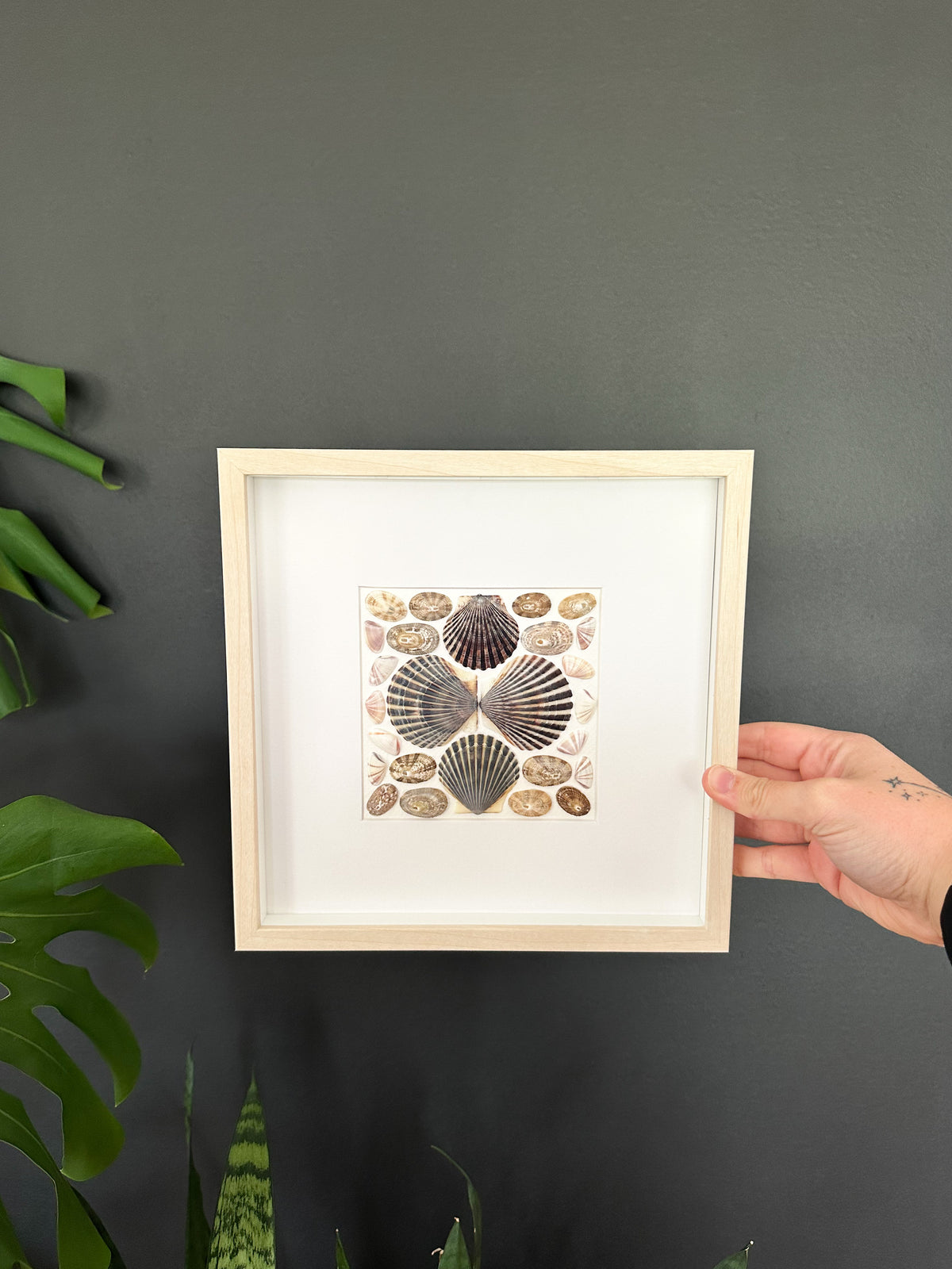 Black Cape Cod Shell and Limpet Ring Frame
