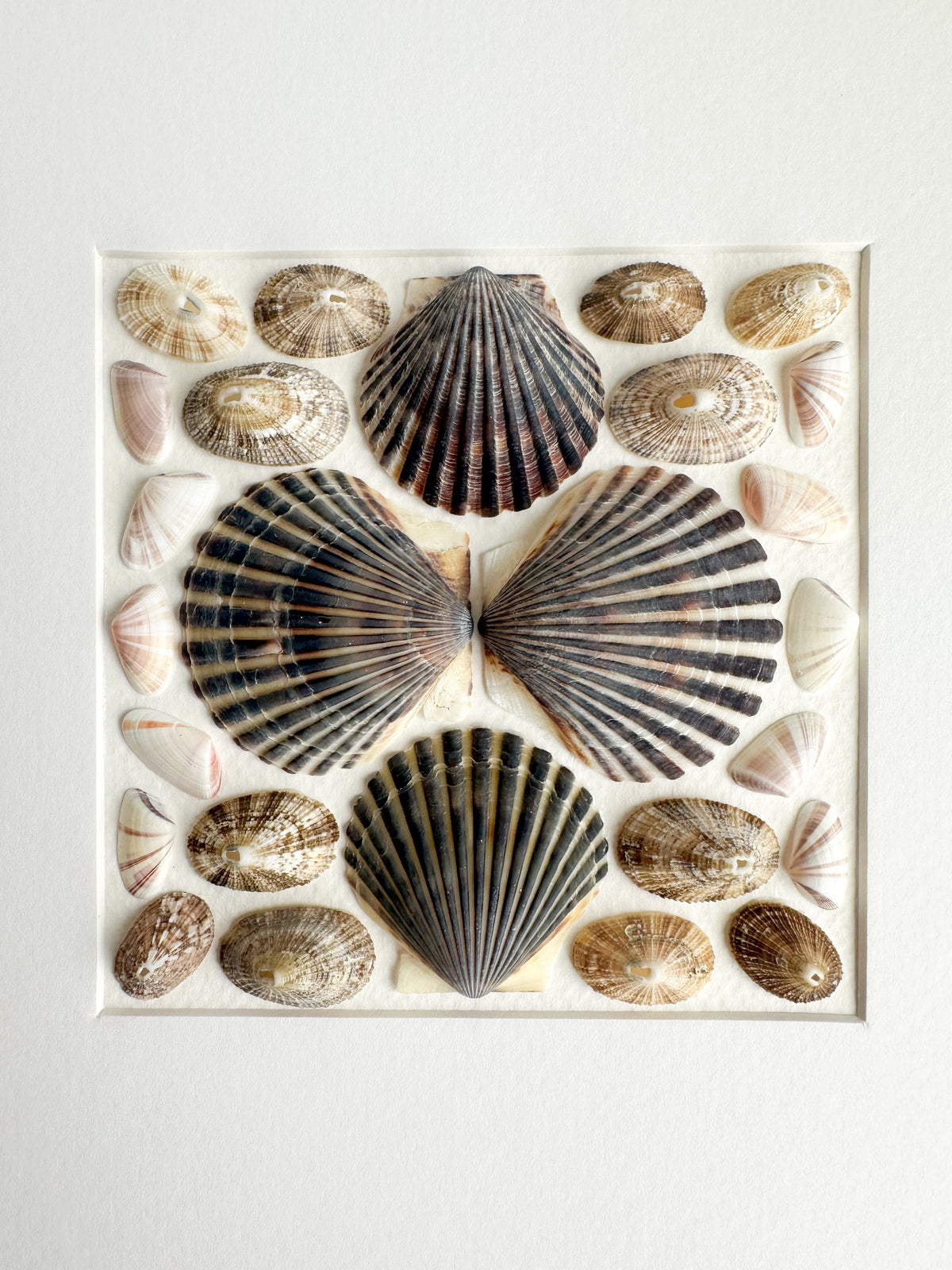Black Cape Cod Shell and Limpet Ring Frame